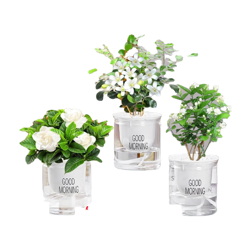 綠有意綠植盆栽多肉花卉盆栽植物室內(nèi)桌面水培綠植辦公室客廳植物懶人 清香3盆】梔子花+九里香+茉莉花