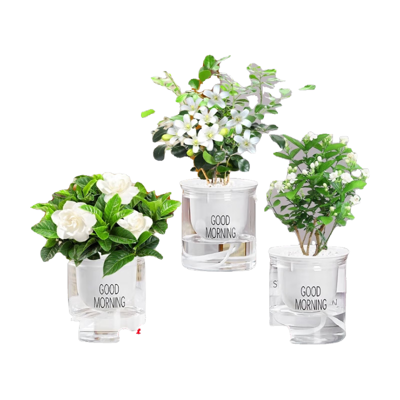 ��������ֲ���Զ��⻨������ֲ����������ˮ����ֲ�칫�ҿ���ֲ������ ����3�衿���ӻ�+������+���� 18.8Ԫ