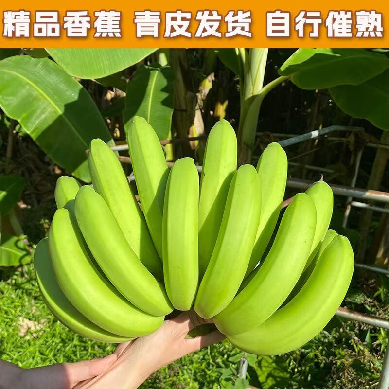 ���ش����ڹ㶫�㽶��Ŵ������5�ﵥ��120g����ˮ��Դͷֱ������