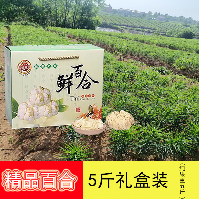 【宜興新鮮百合】食用鮮百合土特產(chǎn)三十年老產(chǎn)業(yè)當(dāng)季現(xiàn)挖新貨 【送禮佳品】5斤大果百合 禮盒裝