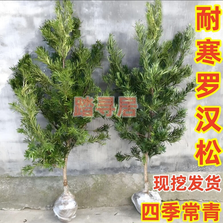 罗汉松树苗大树户外别墅庭院地栽盆栽耐寒造型原生桩四季长青树桩 【土球发】原生罗汉松4.5公分粗