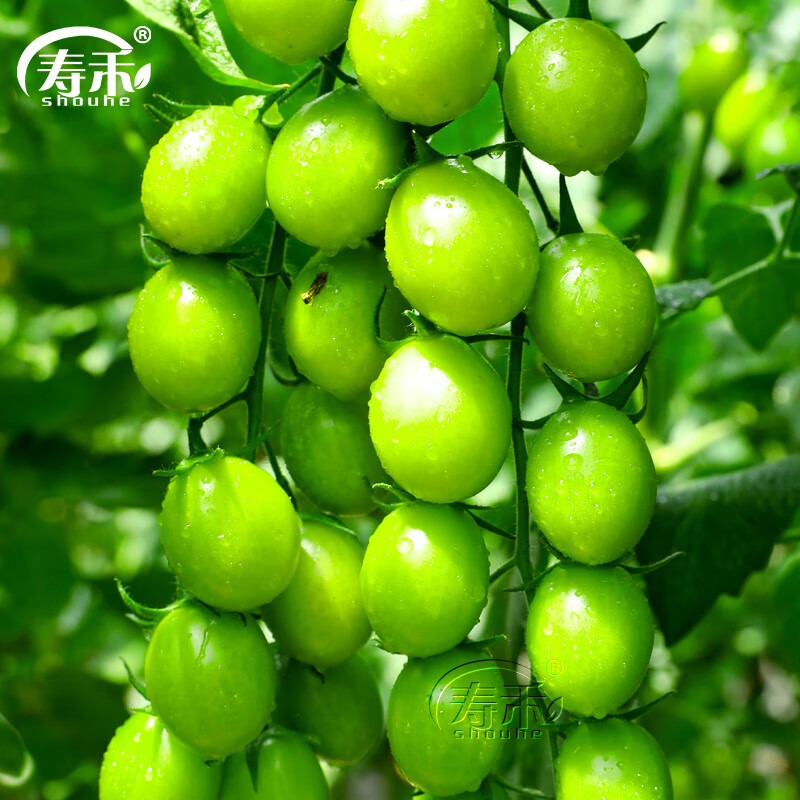 寿禾 千禧圣女果种子甜台湾农友正宗水果番茄黄色红盆栽小西红柿种籽