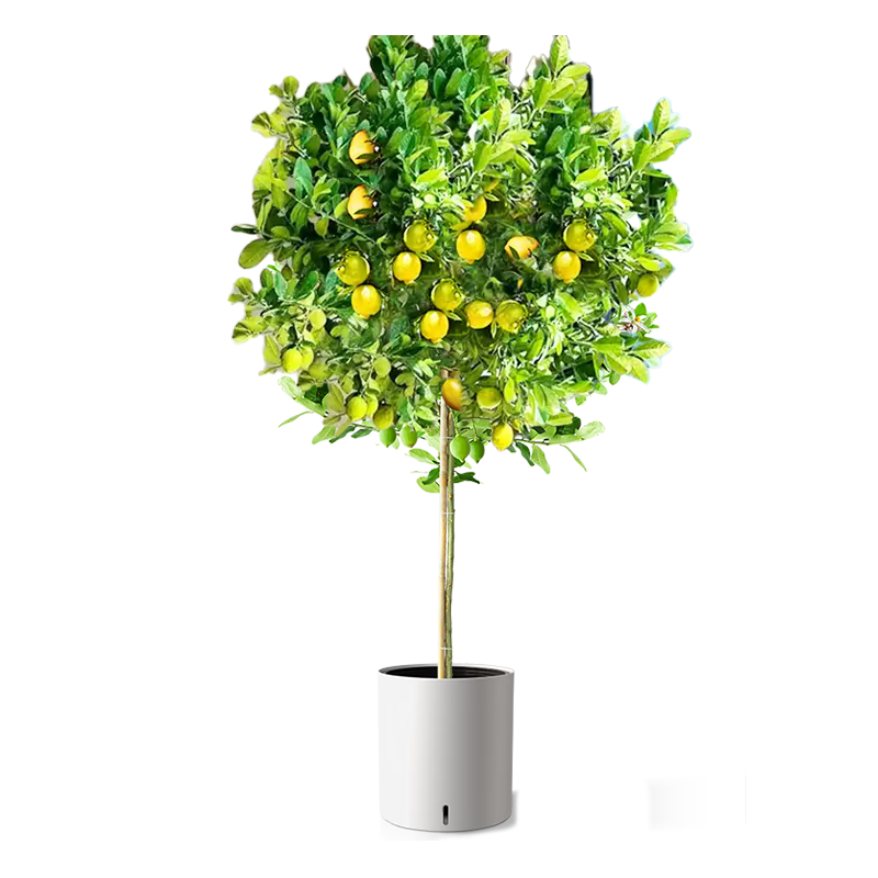 ֲֲŮˮֲļֲԴͷֱ 139Ԫ