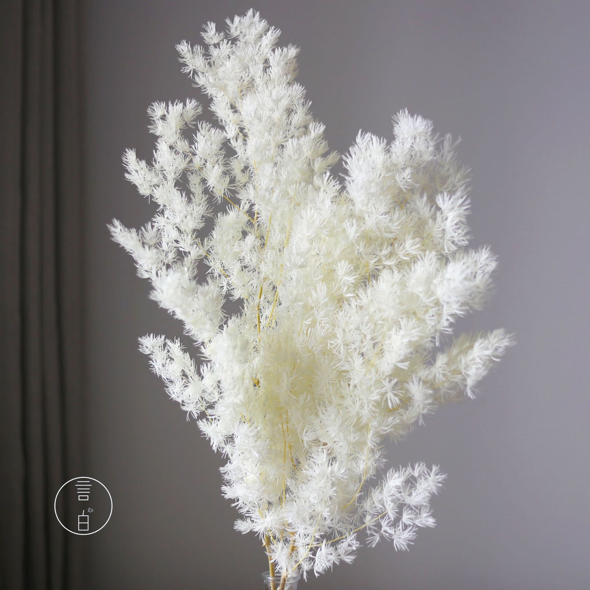 永生蓬莱松雪松绣球松保鲜花干花新直批婚庆场景布置花材京选 米白色