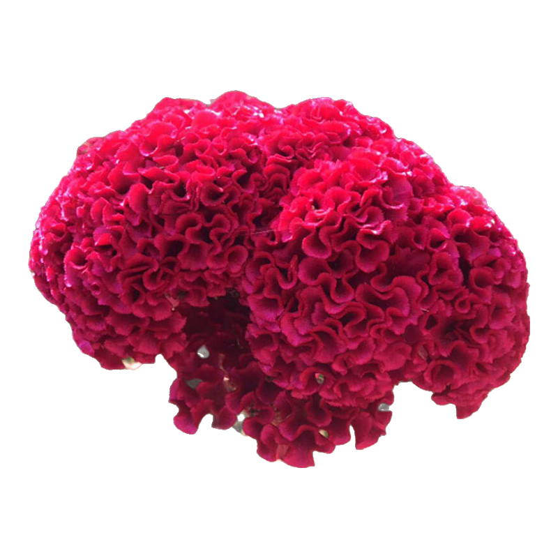 һ����� ���ڻ�����������ֲ���������̻����� ���ڻ�500����ɫ 5.9Ԫ