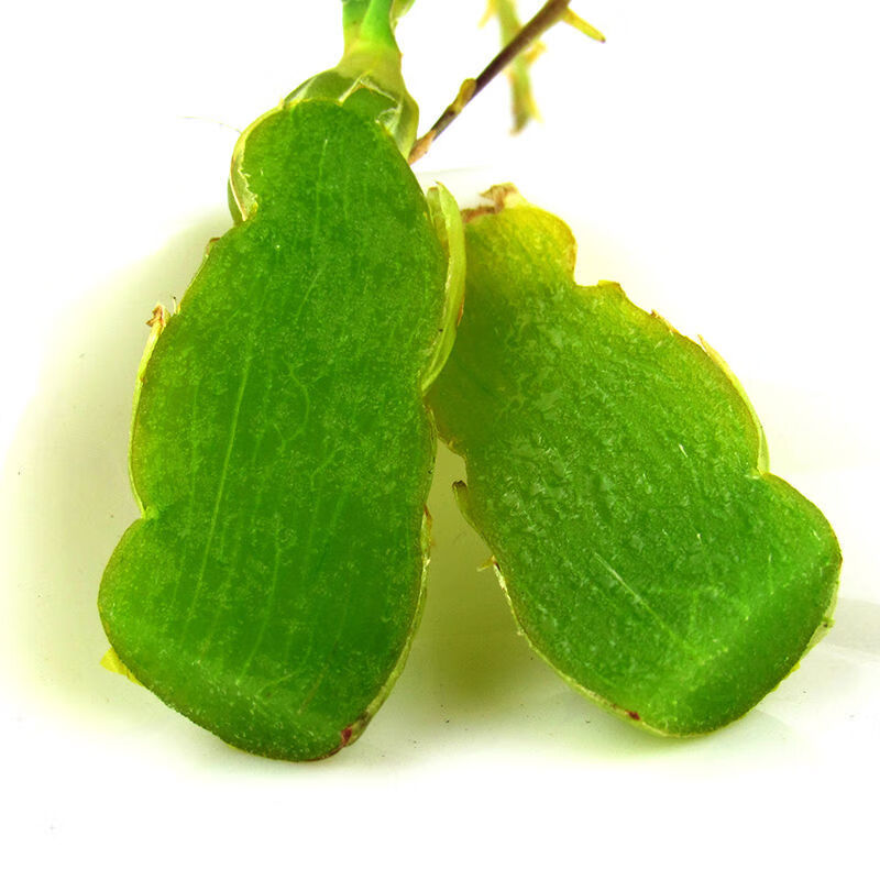 霍山铁皮石斛鲜条五年生紫皮石斛中药材新鲜石斛条石斛枫斗石斛花 铁皮石斛新鲜短条500克