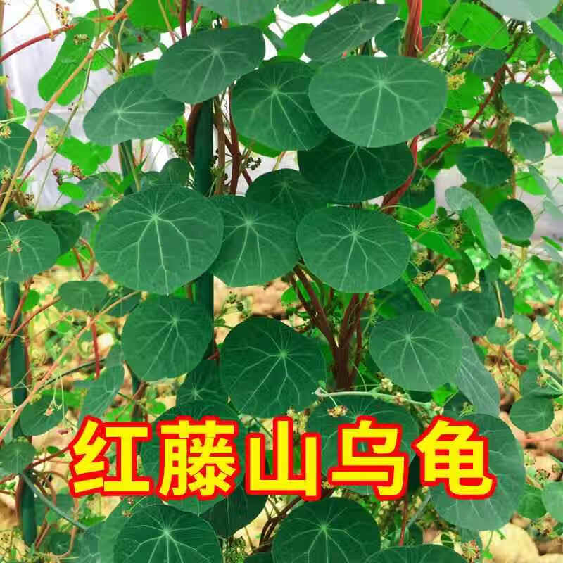 山乌龟植物金不换盆栽红藤血藤水培盆景爬藤室内桌面多肉绿植花卉 直径12厘米1个红藤山乌龟