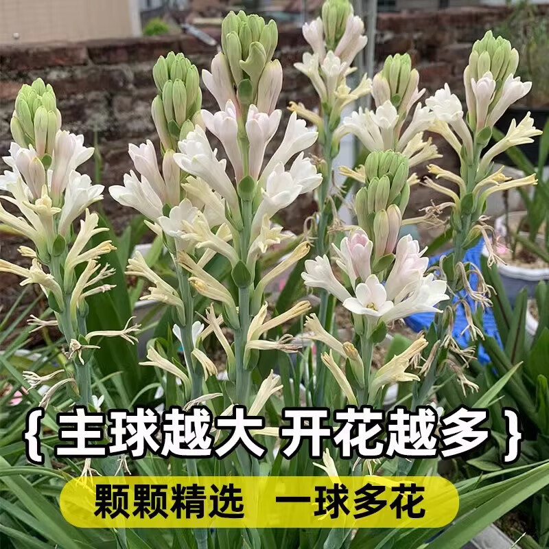 多头重瓣晚香玉种球开花香夜来香庭院室内外阳台盆栽球根花卉植物 粉色【小球6-10芽】+专用肥 5-15cm