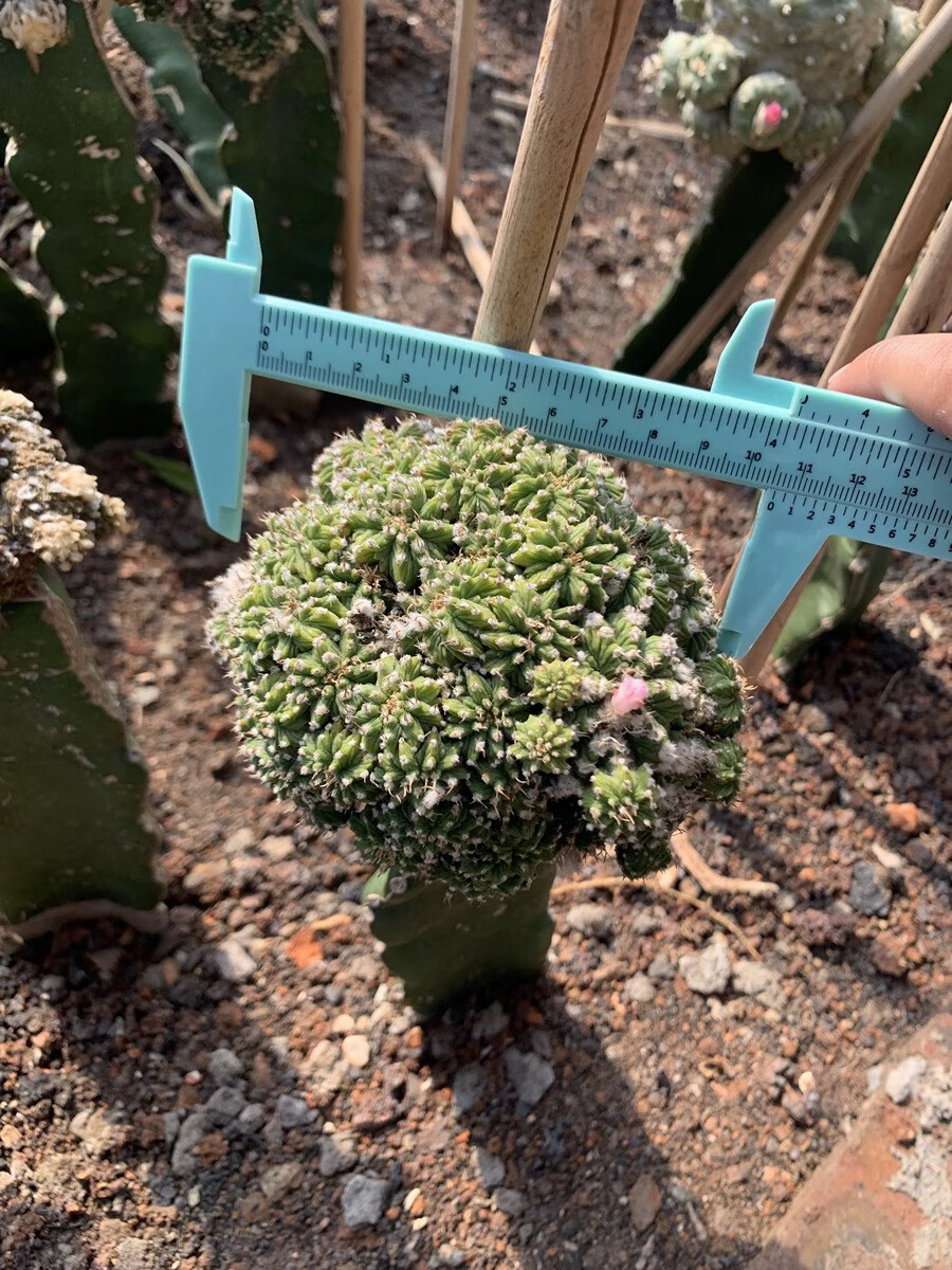 ouoety老花龙五星花龙老花笼r棱球属仙人球稀有品种小贵多肉植物嫁接