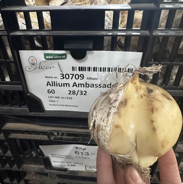 【严选好物】大花葱种球耐寒花卉盆栽植物庭院地栽大葱花家庭园艺 大花葱（1颗装） 6-8厘米