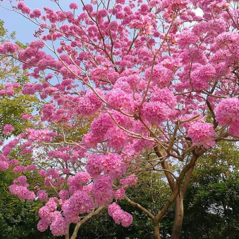 芬岚黄花风铃木树苗庭院观花风景树苗多花风铃树木小苗红花紫花品种 【红花】1米高【2棵】带土(推荐) 50cm(含)-60cm(不含)