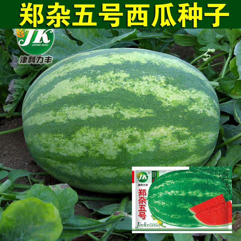 赤卉郑杂五号西瓜种子老品种花皮早熟水果超甜瓜果种籽种孑种籽8424籽