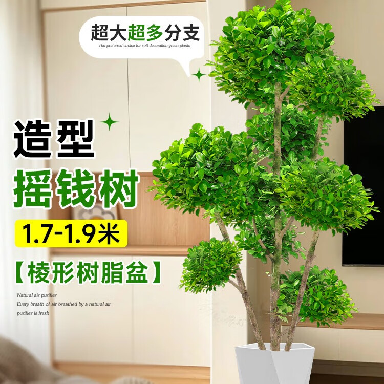 嘆為觀止大型盆栽金錢榕百合竹金錢樹發(fā)財(cái)樹清香木辦公室內(nèi)落地款中型植物 造型搖錢樹1.7-1.9米【菱形盆】 含盆