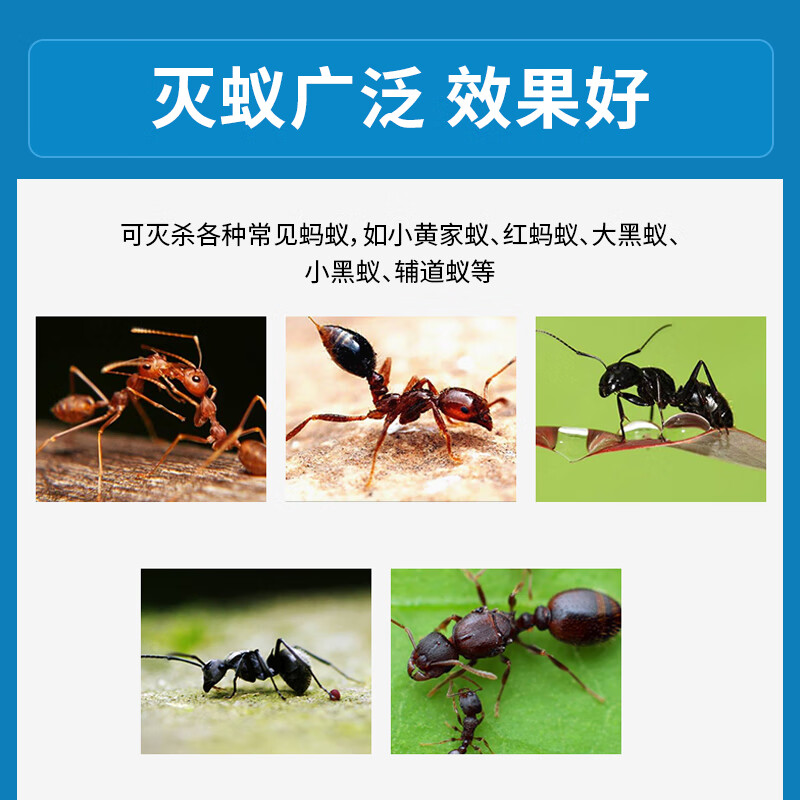日明蚂蚁药原装进口端全窝非低毒灭杀治小红黄黑家用厨房室内外胶饵剂 韩文5克【适用50平方】
