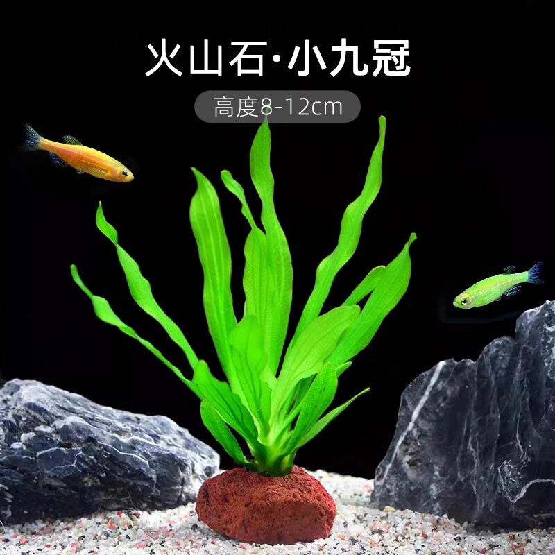 疯狂水草鱼缸水草植物直接入缸天然火山石真草造景摆件新手阴性草净水绿植 火山石小九冠【超值特惠】