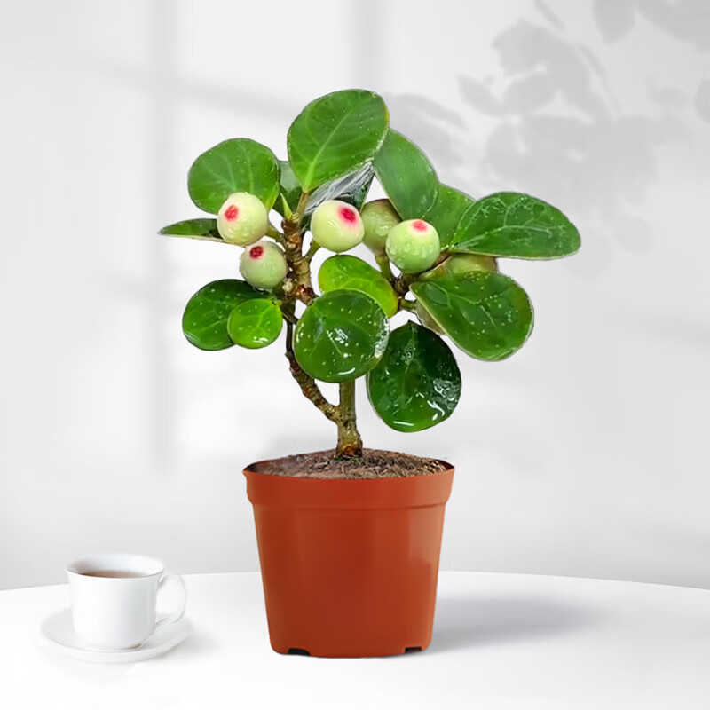 С��������ֲ�辰�������������մɻ�����ʽ��������ڼ����� С������+ԭ�� �����Ժ�