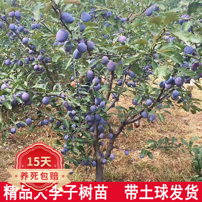 歐悟帶土球李子樹苗嫁接蜂糖李子苗庭院陽臺種植南北方盆栽地栽果樹苗 10公分粗【品種備注】帶土球 141cm(含)-170cm(含)