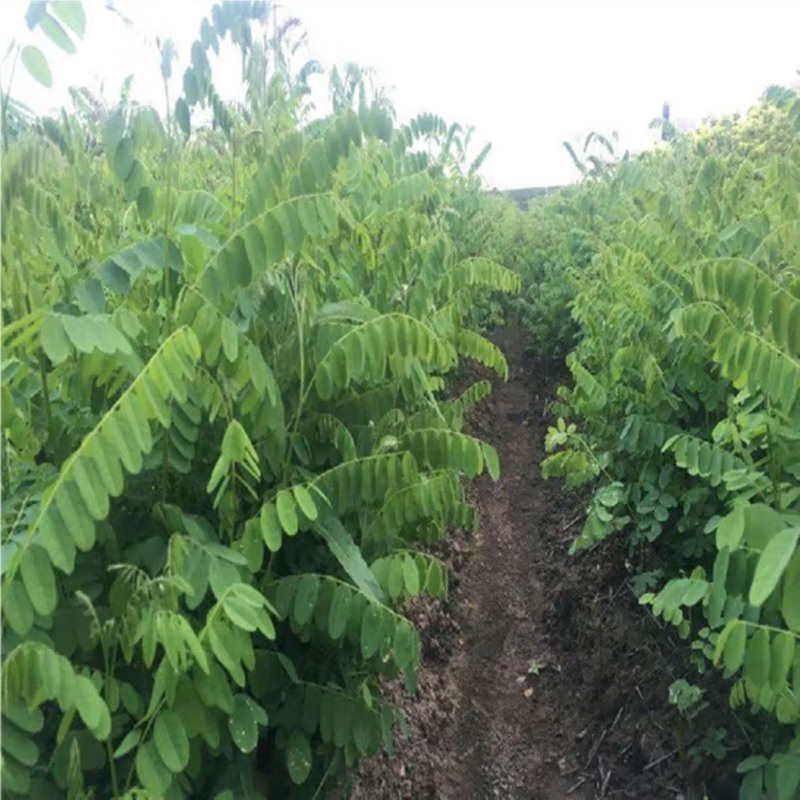 ������ ���뻱������ ���¾��ѹ�ľ���Ѹ��ٹ�·�̻�����������С��ľ�� 28Ԫ