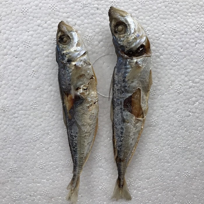 潮汕特产整条巴浪鱼干鱼脯池鱼刺巴鱼新鲜即食干货淡晒250克