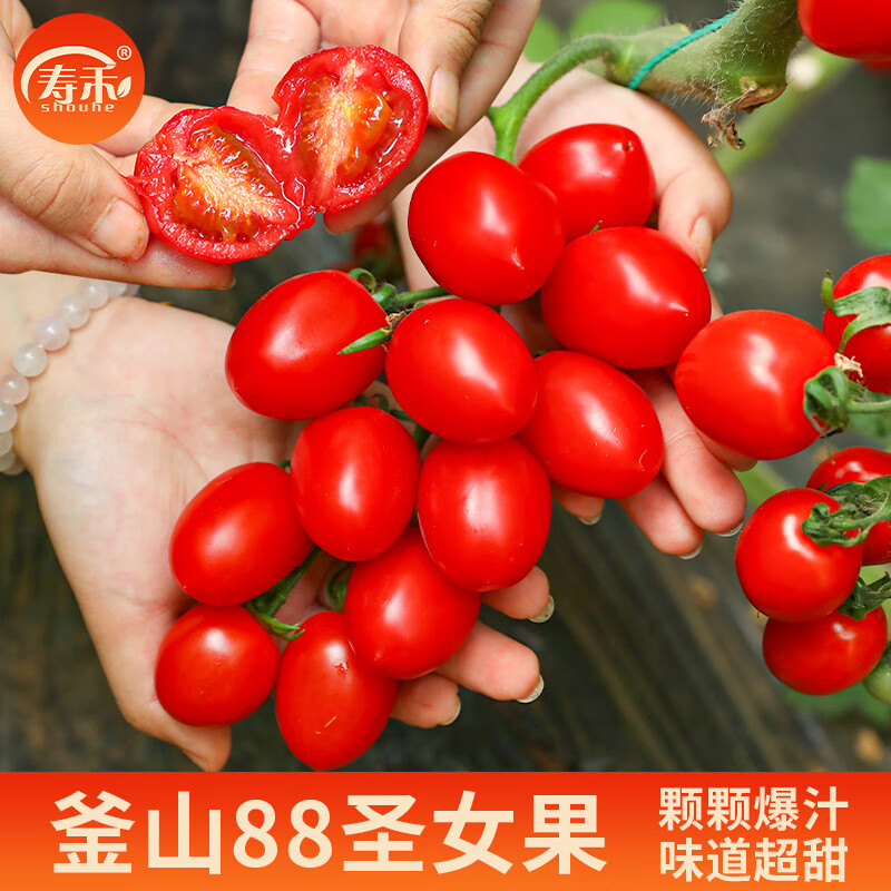 寿禾正宗超甜釜山88小番茄种子苗千禧圣女果玲珑西红柿种苗 釜山88