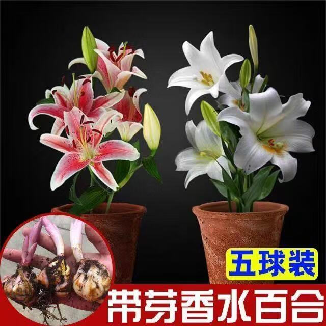 ��Ҷ����ˮ�ٺ������ļ��������Ի��������ذ�ٺϻ������ʻ��� ��ɫ�ٺ�5�Ż���+2������