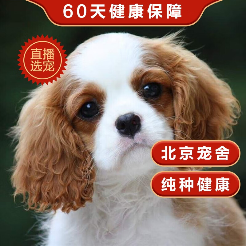 帅帅名宠北京犬舍 纯种骑士查理王小猎犬 活体黄白三色专业繁育 血统级 公  其他 幼年犬(45日龄-12月龄)