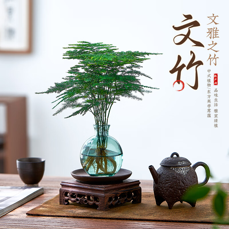 水培植物文竹盆栽室内懒人好养四季常青办公室茶桌办公桌花卉绿植 文竹+圆筒杯+圆塑托