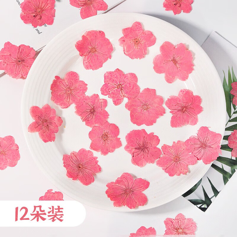 櫻花干花植物標(biāo)本子diy手工活動(dòng)押花畫(huà)相框材料裝飾滴膠 櫻花原色12朵裝