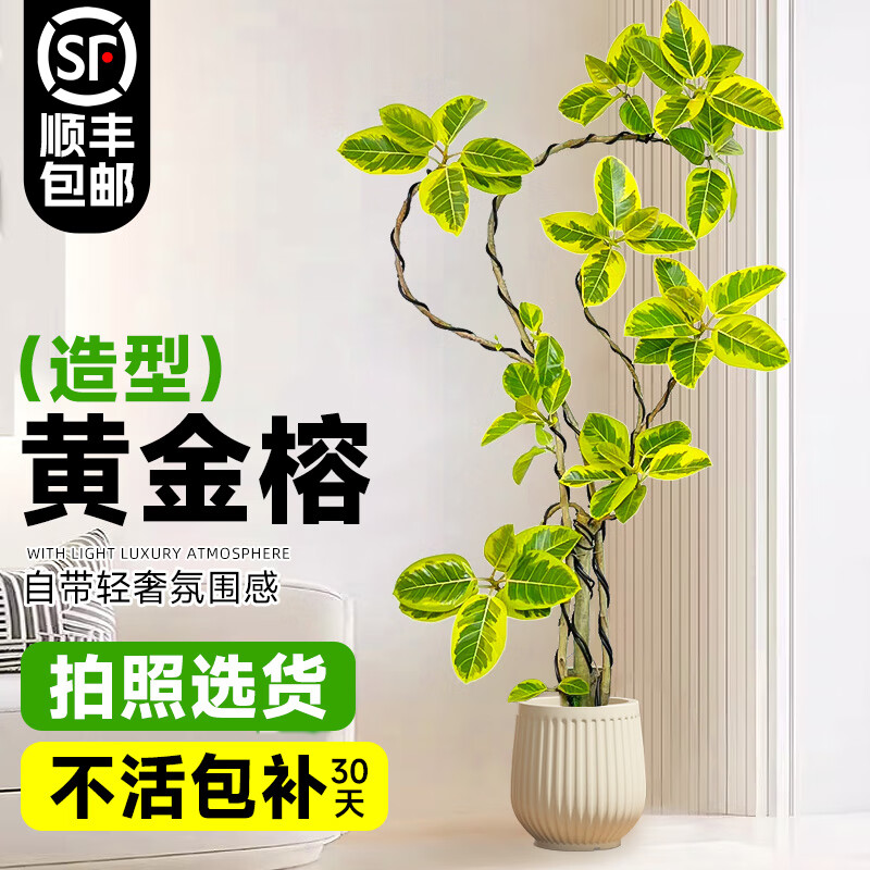 ���ڲ��������š�����ѡ�������ͻƽ���������ֲ���������Ը߼�����Ƥ������ֲ�� ���ͻƽ���1.5-1.6��+�װ׾۱��� 196.78Ԫ