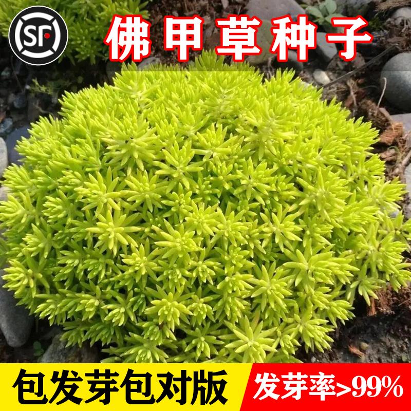 佛甲黄金草盆栽夏季耐热可暴晒耐寒四季常绿地被植物庭院假山造景 佛甲草种子1000粒+肥(买二送一)