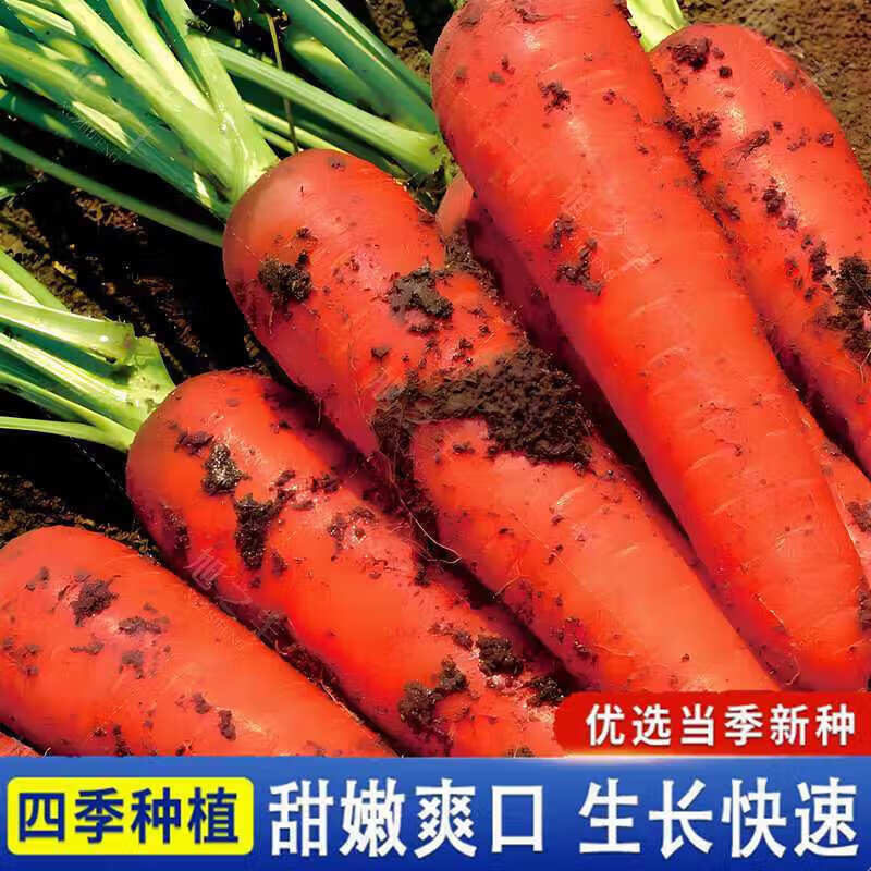 杭賢胡蘿卜種子三紅七寸紅胡蘿卜種籽室外菜地陽臺盆栽秋播蔬菜蘿卜籽 紅胡蘿卜種子【1袋】約500粒
