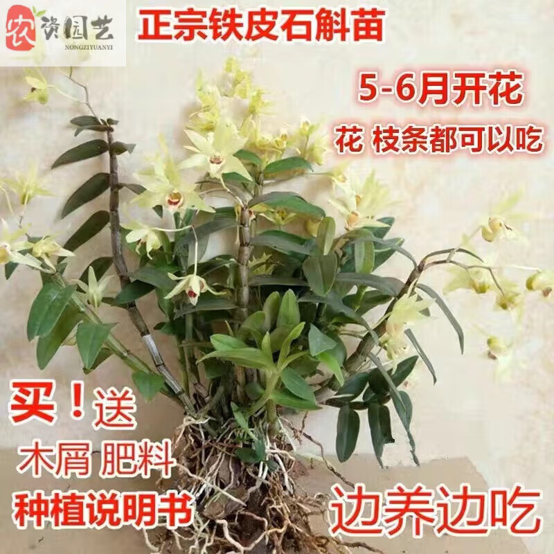 正宗霍山鐵皮石斛苗米斛苗原產(chǎn)地直發(fā)盆栽可食用綠植花卉楓鮮條 霍山鐵皮石斛3年15株 含盆