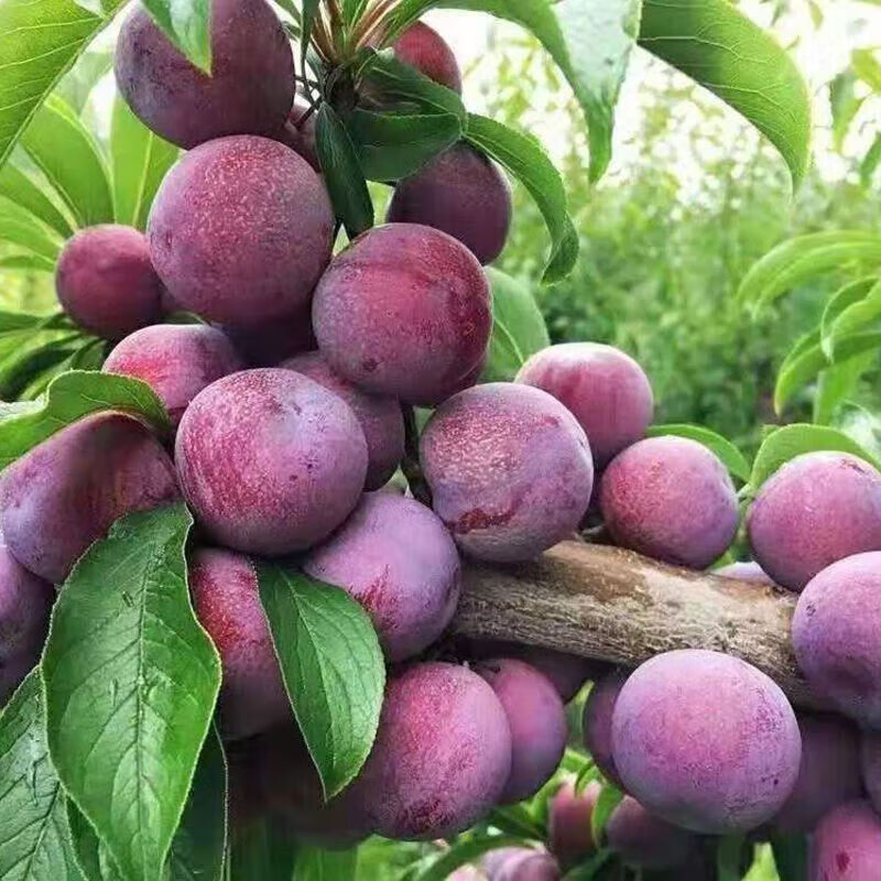 秋红李子树苗:嫁接脆红李子苗:秋李果树南方北方种植当年结果 四年苗