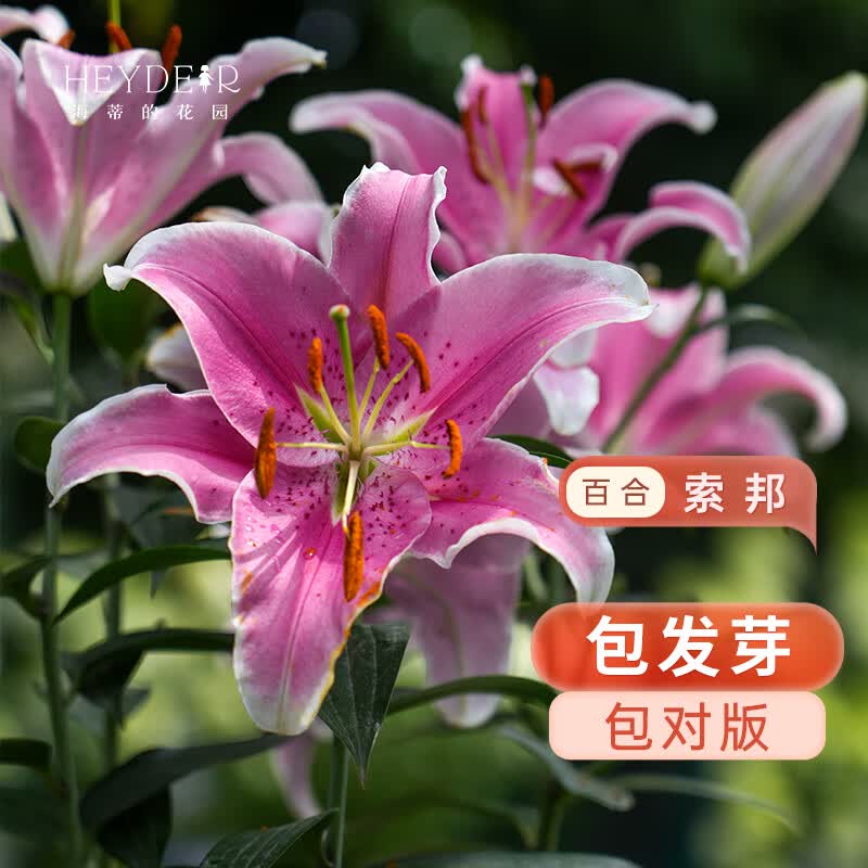 海蒂的花园旗舰店春百合种球重瓣进口球根香水庭院盆栽切花阳台植物对版种球 庭院东方百合索邦12/14(春)(3球装)（现货）