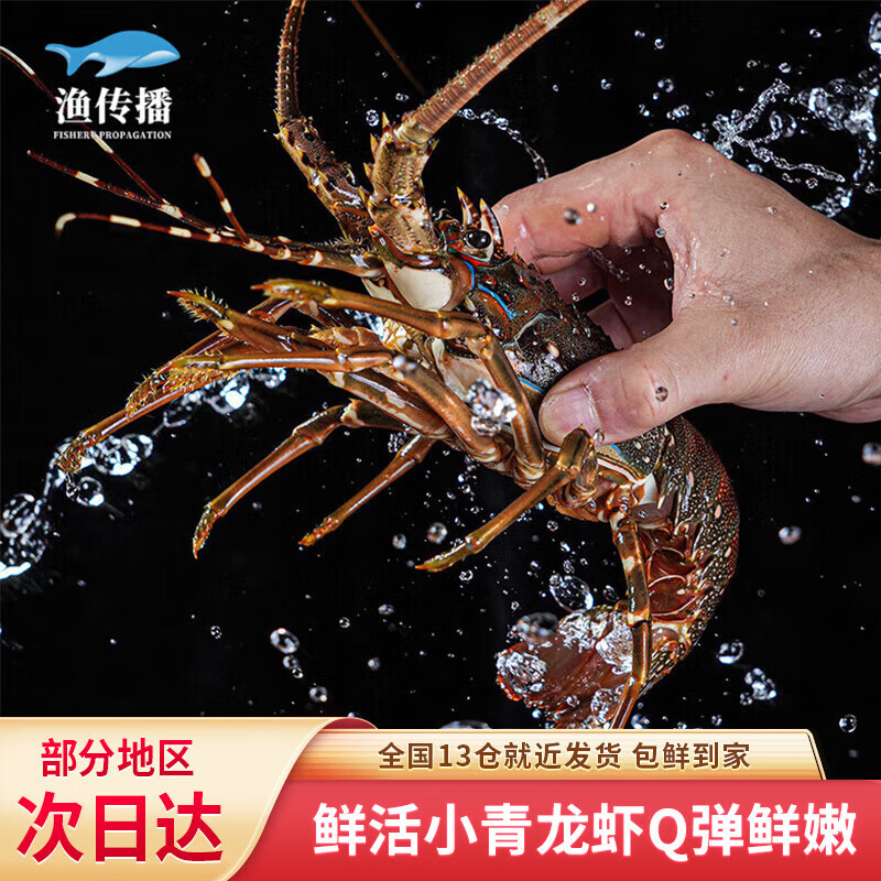 渔传播 鲜活小青龙大龙虾200-250g/只 2只装海鲜 保鲜不保活 源头直发