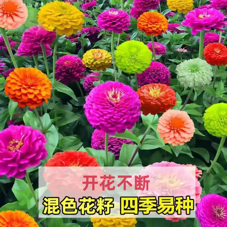 �������ͺ����ֶ�����Ұ����������ļ��������ϻ���ͥԺ���ֻ����⻨�� ��ɫ���ղ�[1��װ] 44Ԫ