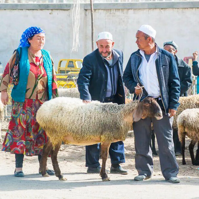 新疆盐碱地羊羔肉牧民散养羊肉鲜嫩无膻现杀整羊半羊羊腿羊排新鲜 整只羊14-16kg