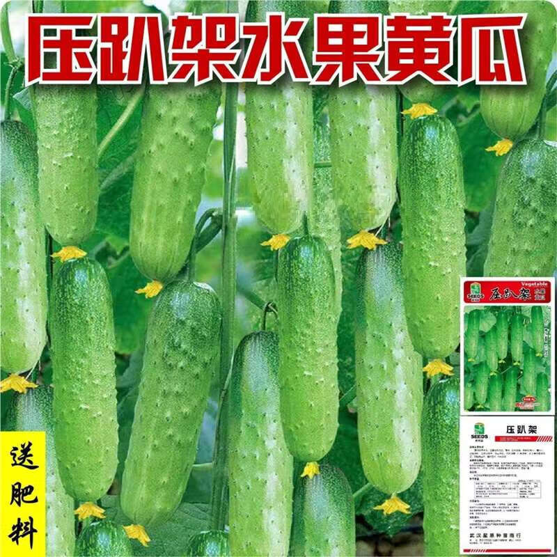 水果黄瓜种子高产压趴架四季盆栽春秋黄瓜种旱籽大棚阳台蔬菜种子 水果黄瓜种子【脆甜 高发芽】 精装1包约20粒【新手试用】