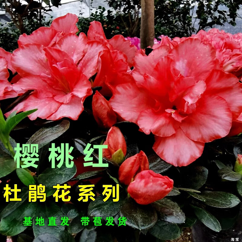 栀舒经典樱桃红杜鹃花四季常青室内盆栽花卉庭院阳台盆景 带花苞 樱桃红杜鹃花冠幅25-30 不含盆