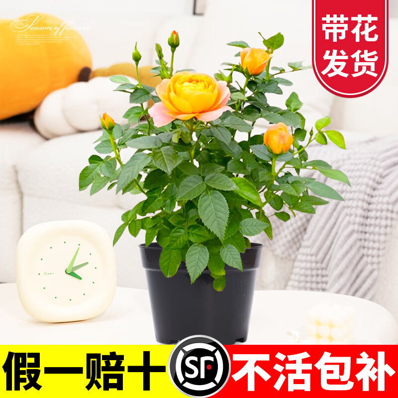 ���� �¼��������֭��̨���������ں��֭��̨��ͷõ�廨������� ����֭��̨������-130#�� 16.2Ԫ