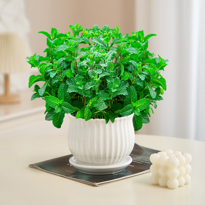 歐芽  薄荷盆栽可食用大苗水培室內(nèi)驅(qū)蚊綠植迷迭香香草植物檸檬貓薄荷 精品大盆薄荷(豎紋陶瓷盆)