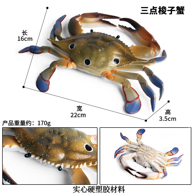 海鲜模型  梭子蟹三眼螃蟹红花蟹海洋生鲜动物模型陈列摆 塑胶三点大
