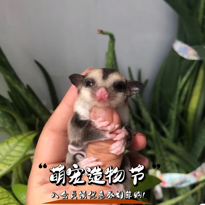 尔碟(erdie)青木 家养玩家蜜 蜜袋鼯活物蜜袋鼯活宠幼崽蜜袋鼯活体蜜