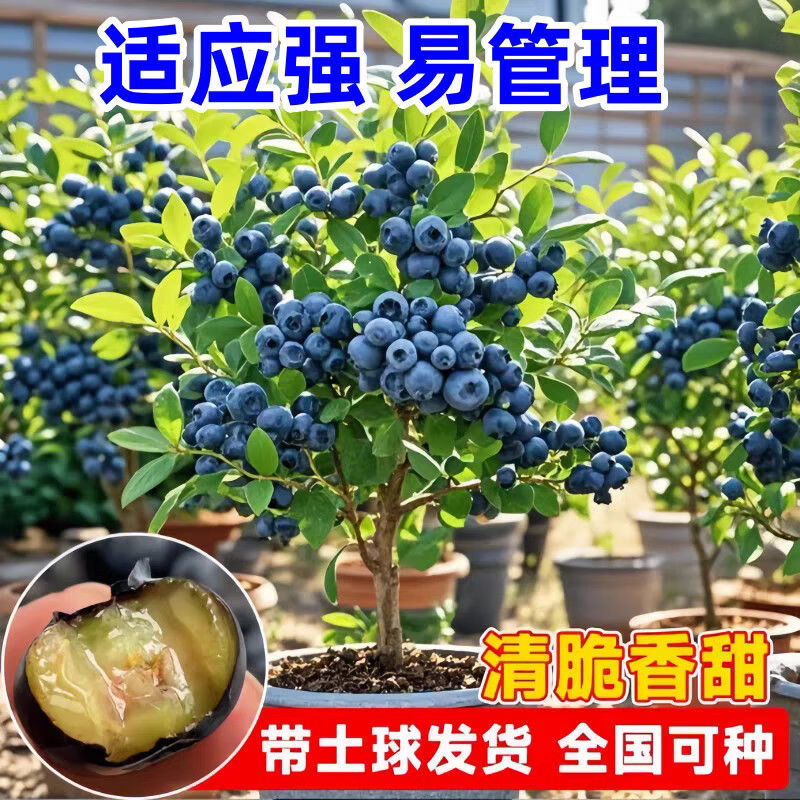 磊运特大果高产蓝莓苗带土发货蓝莓树苗南方北方种植盆栽地栽当年结果 蓝莓5年苗（当年结果带土发货）