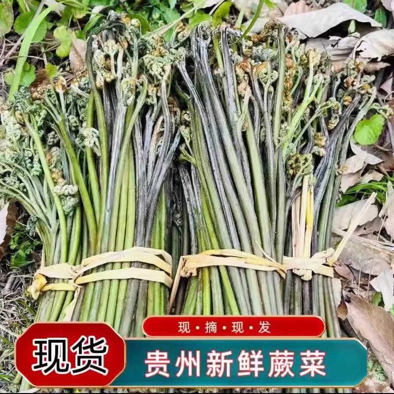現(xiàn)采貴州蕨菜新鮮野生當(dāng)季時令蔬菜天然野地菜山厥菜青厥菜 蕨菜 5斤