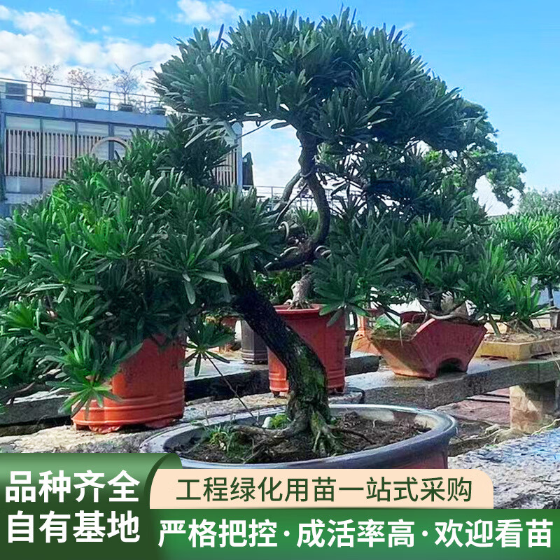 广东可批发罗汉松盆景造型迎客松园林别墅盆栽真树绿化罗汉松基地 可
