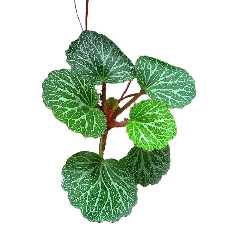 虎耳草新鲜猫耳朵草吊金钱金丝盆栽绿植草虎耳草苗金丝荷叶虎耳草 虎耳草 30颗（送苔藓）