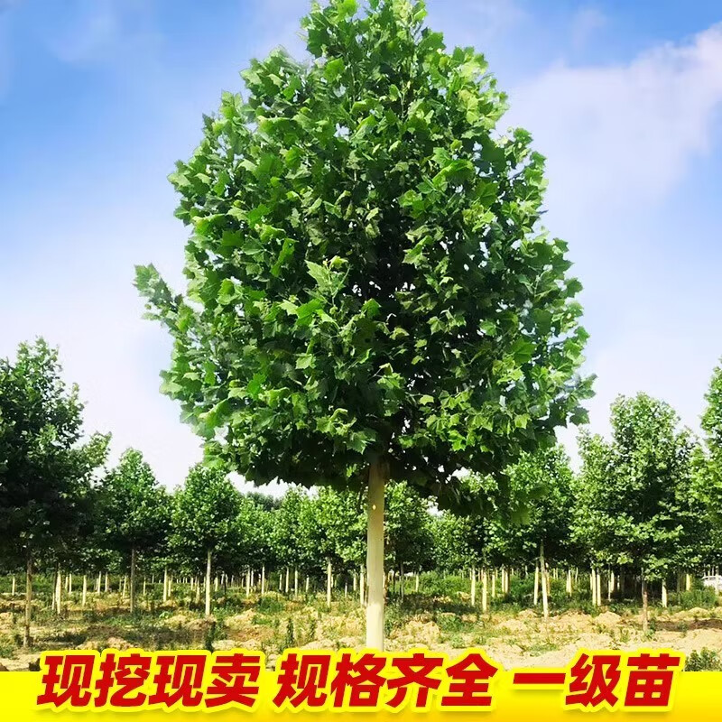 欧悟法国梧桐树树苗大树庭院风景树行道园林绿化苗木南方种植青桐法桐 法桐小苗1-1.2米高10棵 不含盆