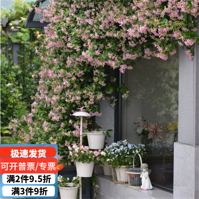 紫兮瀾風(fēng)車茉莉盆栽懶好養(yǎng)絡(luò)石藤垂絲爬藤花卉耐寒陽(yáng)臺(tái)庭院植物四季開(kāi)花 粉色風(fēng)車茉莉 60-80厘米高中苗