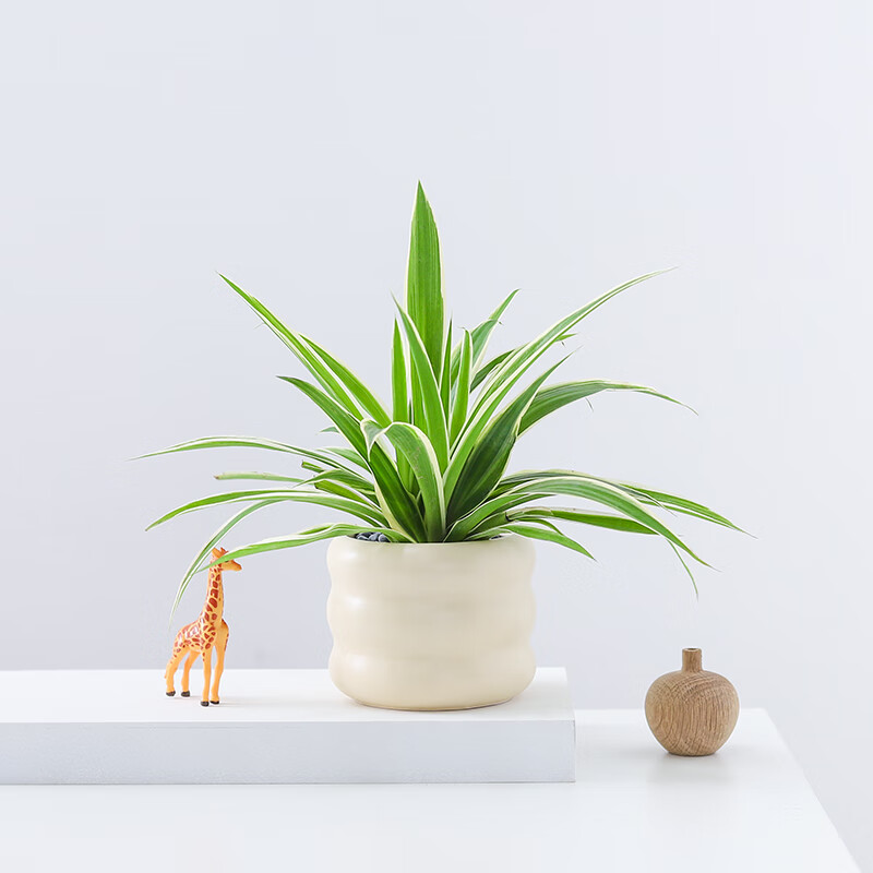 ϲȵ˵��ߵ�����������ֲ�ﻨ���·����þ�������������ȩˮ�ഹ����ֲ ��ߵ���-С��������Ȧ�裨�մɣ�